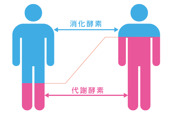 代謝酵素